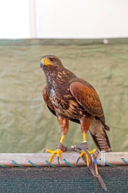 Sarı gagalı Kahverengi Kartal Kutupta