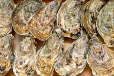 Tahta Sandık Deniz Ürünlerinde Taze Bivalf İstiridyeleri