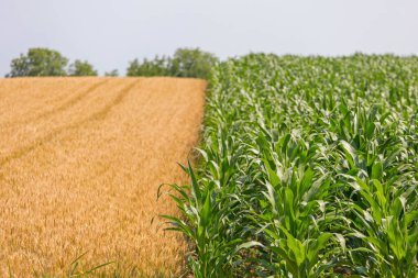 Sarı Buğday ve Yeşil Mısır Tarlası