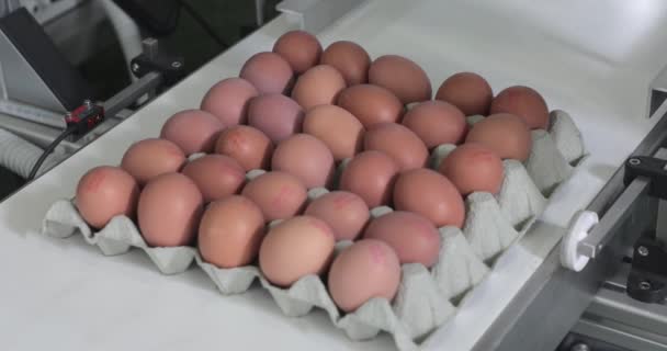 输送带纸箱新鲜鸡蛋的日期编码 — 图库视频影像