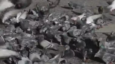 Güvercin ve Güvercin Sürüsü Şehir Caddesinde Besleniyor