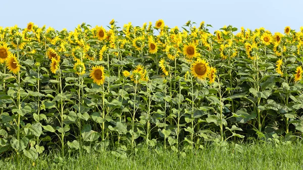 Großes Feld Gelber Sonnenblumen Sommertag — Stockfoto