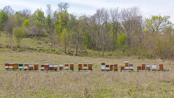草の畑で多くのミツバチの巣 — ストック写真
