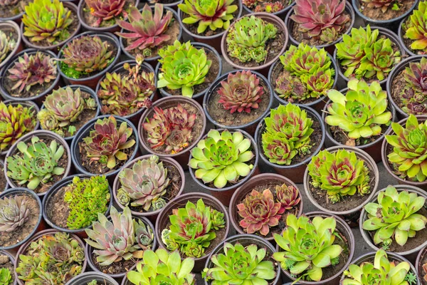 Piante Cactus Vaso Fiori Nursery Garden — Foto Stock