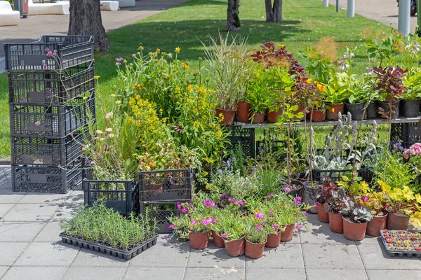 植物及花卉保育花园中心户外 — 图库照片