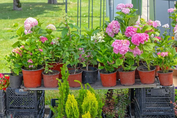 Flowers Plants Pots Nursery Garden Centre — Stock Photo, Image