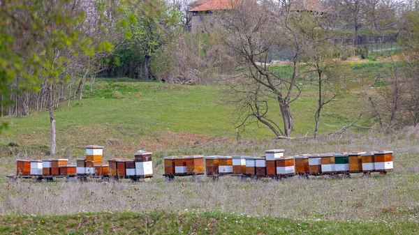 Veel Honingbijenkorven Grasveld — Stockfoto