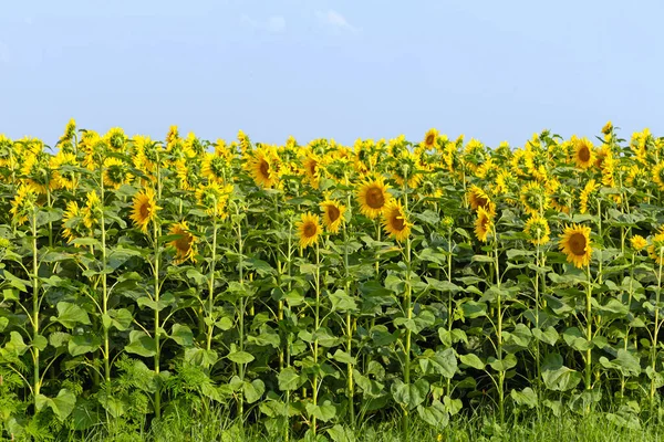 Großes Feld Gelber Sonnenblumen Sommertag — Stockfoto