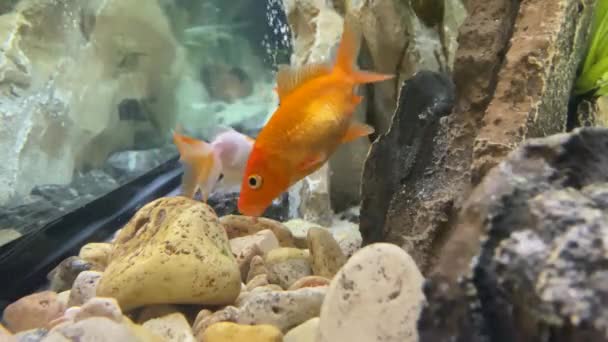 Orange Fish Goldfish Tank Aquarium Onderwater Met Stenen Rots — Stockvideo