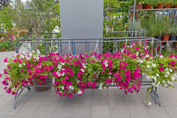 Fioletowe Kwiaty Wiszące Garnki Przedszkola Garden Centre — Zdjęcie stockowe