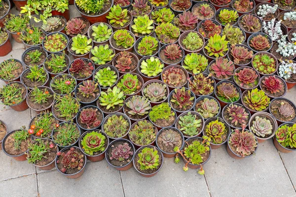 Cactus Plantas Macetas Vivero Jardín Variedad —  Fotos de Stock