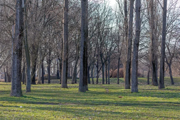 Puste Drzewa Conifer Drewno Zimie Natura — Zdjęcie stockowe