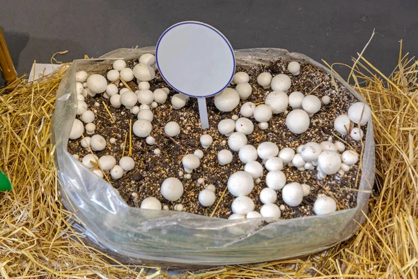 White Mushrooms Fungus Growing Bag Soil — Photo