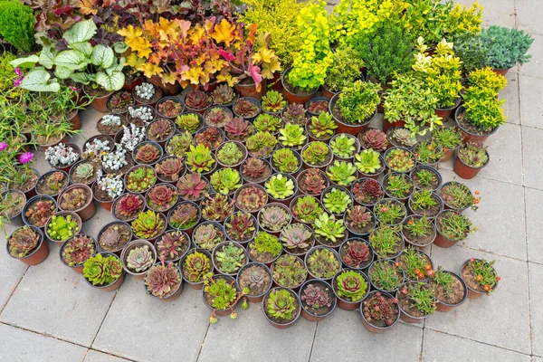 Cactus Plants Flowers Pots Nursery Garden — Stock Photo, Image