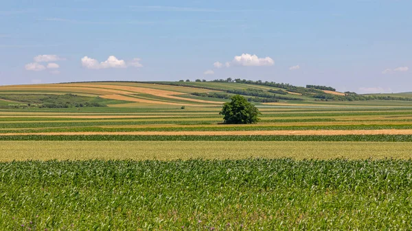 Kukorica Kukorica Zöld Mezők Sunny Európai Tavasz — Stock Fotó