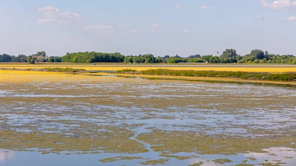 Φυσική Reserve Lake Morahalom Νότια Ουγγαρία — Φωτογραφία Αρχείου