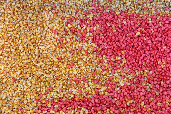 Red Yellow Maize Corn Kernels Seeds — ストック写真