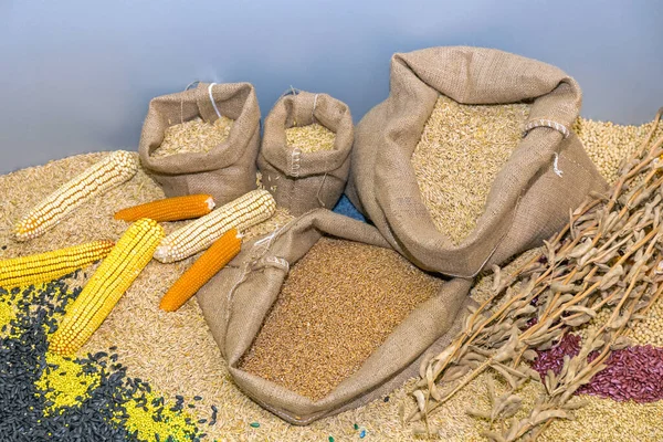 Wheat Grains Sacks Agriculture Farm Decor — Φωτογραφία Αρχείου