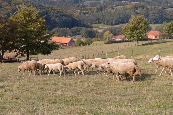 Stado Owiec Łąka Łąka Słoneczny Dzień — Zdjęcie stockowe