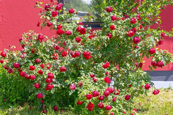 Big Bush Rosas Vermelhas Frescas Flores Jardim — Fotografia de Stock