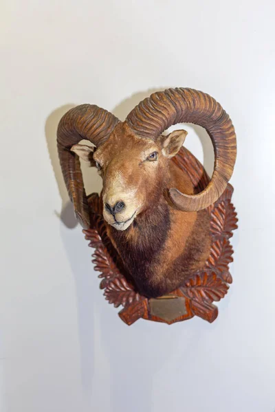 Big Horn Sheep Head Zamontowany Trofeum Ściany — Zdjęcie stockowe