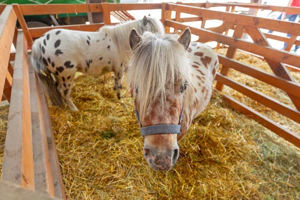 Dos Pequeños Caballos Pony Establos Granja —  Fotos de Stock