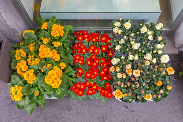 Свіжі Квіти Рослини Мікс Дверний Крок Вид Зверху — стокове фото
