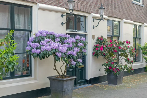 Grandes Macetas Frente Casa Amsterdam Países Bajos —  Fotos de Stock