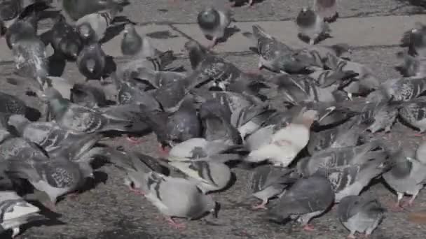 Flock Doves Pigeons Feed City Street — Stock Video