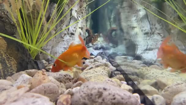 Gouden Vissen Aquarium Onderwater Met Stenen Stenen Rotsen — Stockvideo