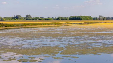 Güney Macaristan yakınlarındaki Doğal Rezerv Gölü