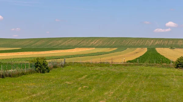 Corn Maize Green Fields Crops Lines Spring Day — Stock Photo, Image