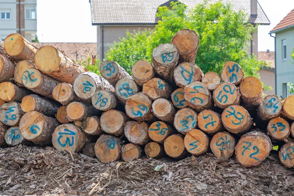 Holzstämme Mit Zahlen Für Die Holzindustrie — Stockfoto