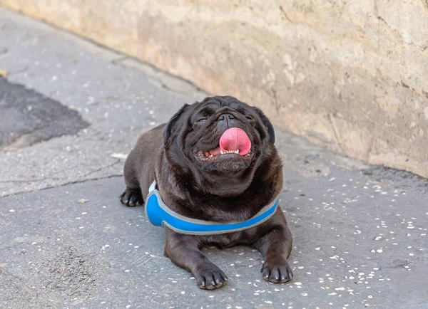 Schwarzer Mops Legt Sich Hin Und Die Zunge Hängt Heraus — Stockfoto