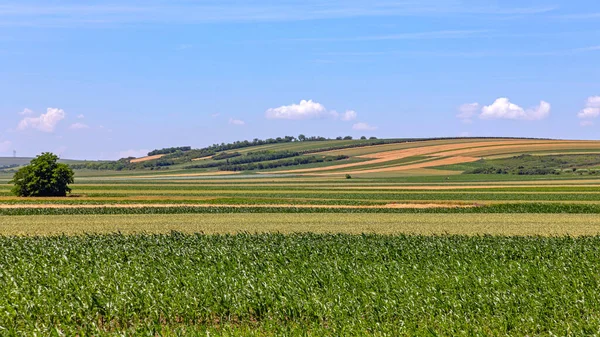 Кукурудзяні Кукурудзяні Поля Сонячному Весняному Дні — стокове фото
