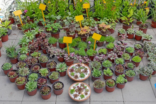Cactus Plantas Flores Vivero Jardín Centro Piso —  Fotos de Stock