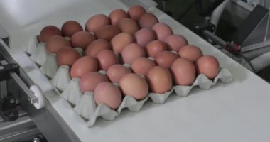 Carton Taşıyıcı Taze Yumurta Üretim Tarihi Kodu