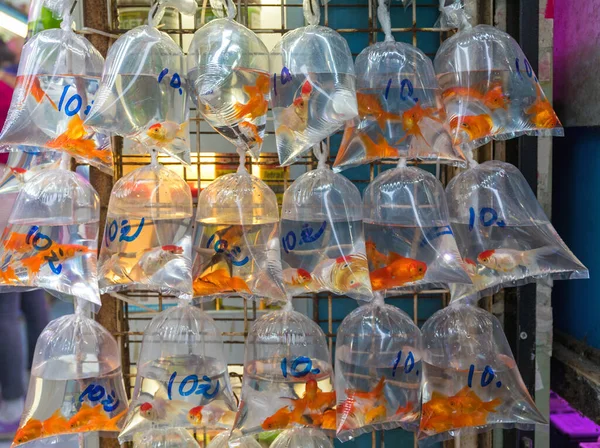 Goldfish Bags Water Pet Shop Wall — Stock Photo, Image