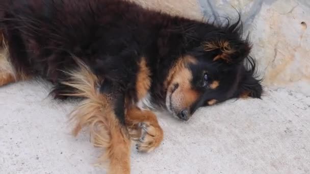 Streunender Hund Legt Sich Windigem Tag Hin — Stockvideo