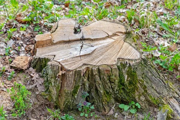 Ścięte Drzewo Stump Lesie Uszkodzenie Przyrody — Zdjęcie stockowe