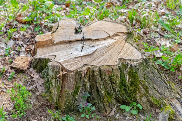 Tronco Árvore Cortada Bosques Danos Natureza — Fotografia de Stock