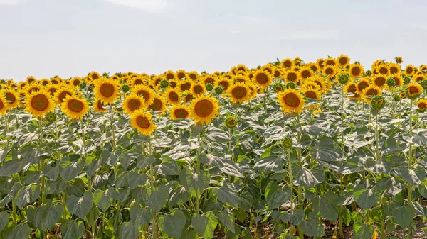 Landwirtschaft Feld Der Großen Sonnenblumen Pflanzen Sonnigen Sommertag — Stockfoto