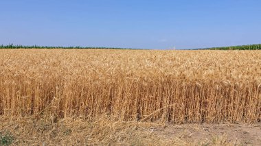 Büyük Tarım Tarlası Yaz Gününde Sarı Buğday