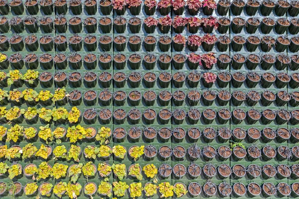 Plants Flowers Pots Wall Vertical Garden — Stock Photo, Image