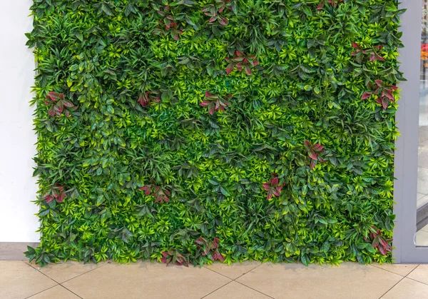 Rośliny Tworzyw Sztucznych Green Wall Pionowa Ozdoba Liści — Zdjęcie stockowe