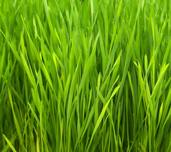 Buğday otu — Stok fotoğraf