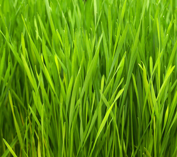 Wheatgrass