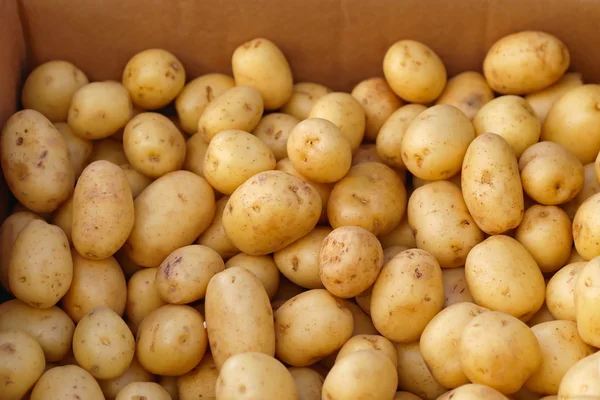 Potatis — Stockfoto