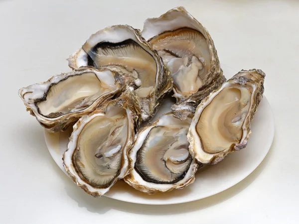 Oysters — Stock Photo, Image