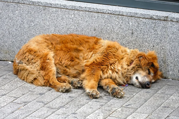 Perro callejero — Foto de Stock